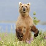 Lifes of Russian Wild Animals
