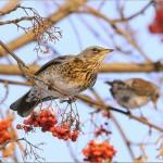 Bird Photography by Anna Solisia