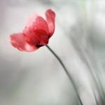 Macro Photography by Natalia Ova