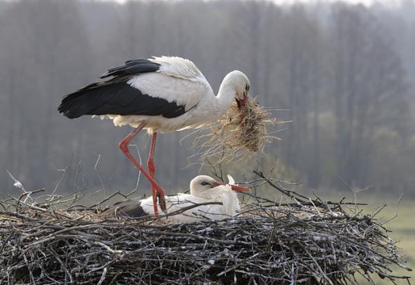 72348877_1300655478_000421e3600_412