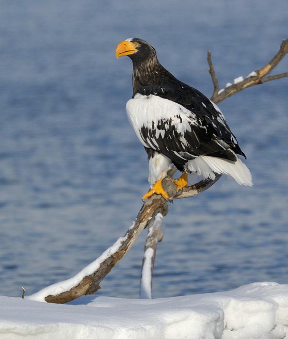 72348921_1300655798_000s66rz594_699