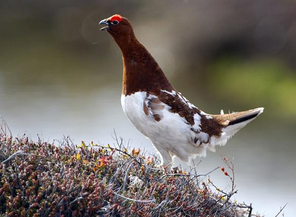 72348931_1300655883_000389a2600_440