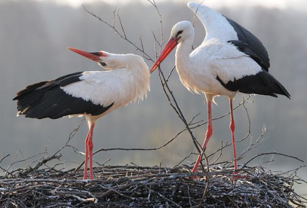 72348935_1300655912_00033bf4600_408