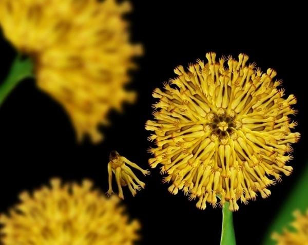 Summer Dandelion