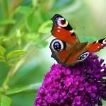 30 Beautiful Butterfly Pictures