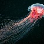 Underwater photography by Alexander Semenov