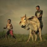 Indonesian Country Life by Teuku Jody Zulkarnaen