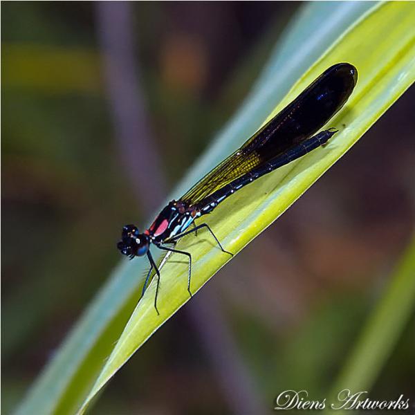 a_little_dragonfly600_600