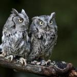 Awesome Birds Photography by Jen St. Louis