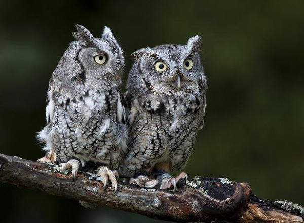 eastern_screech_owls_1600_440