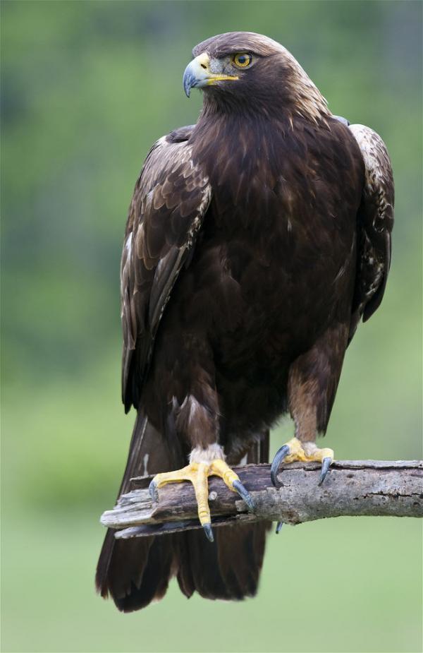 golden_eagle_600_925