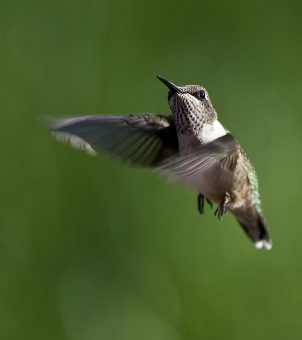juvenile_male_rubythroated_hummingbird_in_flight600_675