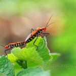 35 Stunning Macro Photography by Diens Silver