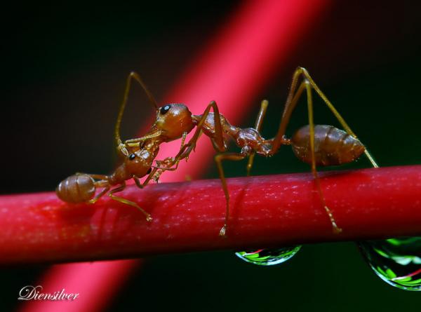 mother__s_love600_445