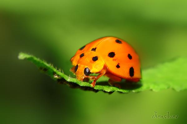 orange_lady_bug600_399