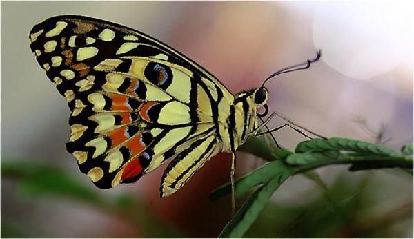 out_of_my_minds600_346