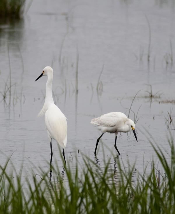 snowy_egrets_600_733