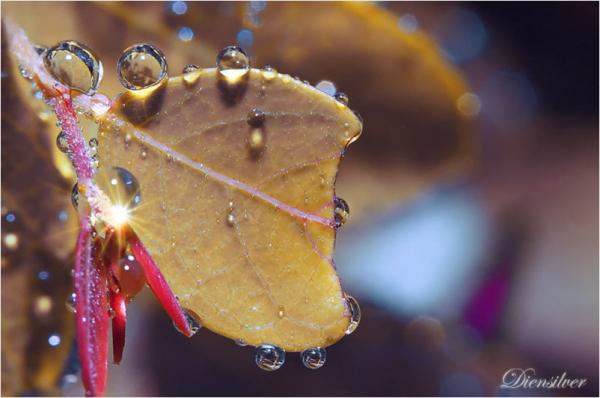 still_hold_the_dew600_398