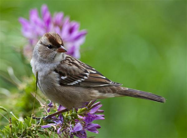 young_whitecrowned_sparrow_on_cleome600_442