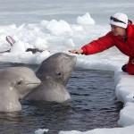 Swim with White Whales in Polar Circle