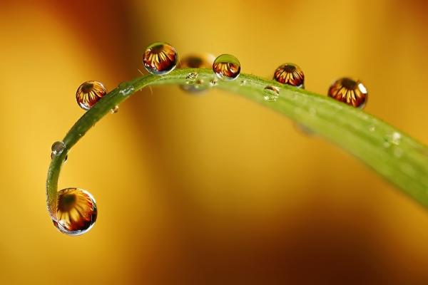 dew_drops600_400