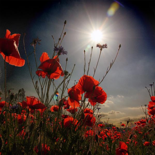poppy_magic600_600