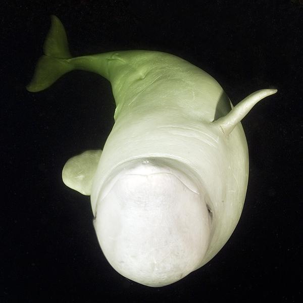 white_whale_4600_600