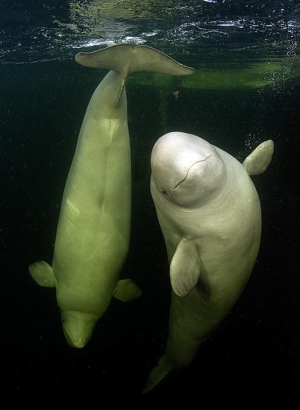 white_whale_6600_819