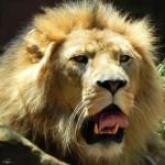 Lions Paintings by Paul Miners