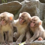 Snow monkeys by Masashi Mochida