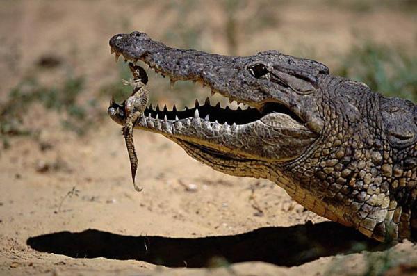 a_nile_crocodile_gently_carries_its_newly_hatched_young_in_its_mouth600_397