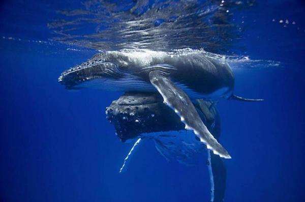 humpback_whale_pushing_her_calf_to_the_surface600_397