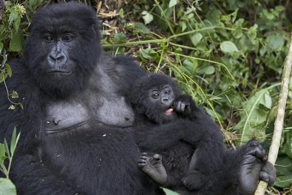 mother_resting_with_baby_gorm600_400