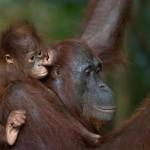 15 Cute Baby Animals Photography