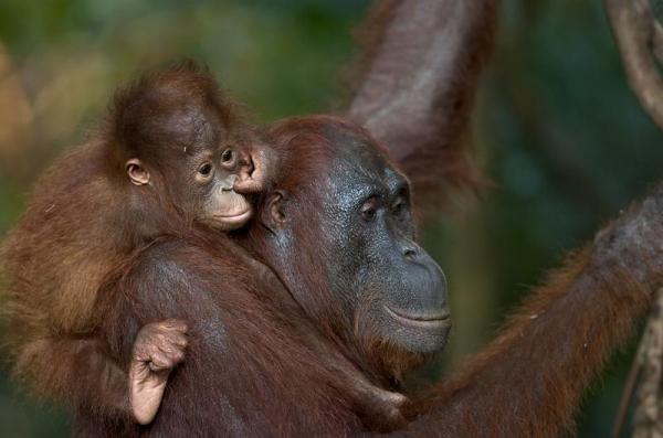 orang_young_on_back_nose600_397