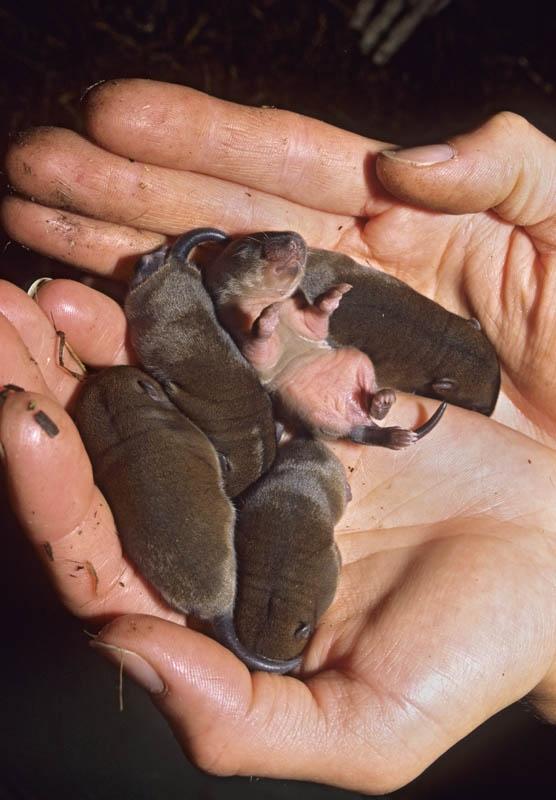 water vole reintroduction556_800