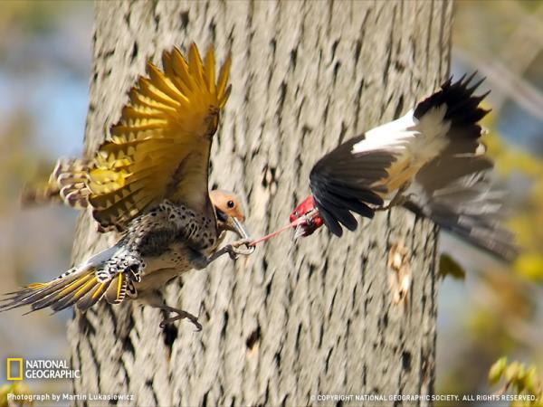 a_fight_between_a_redheaded_woodpecker_and_a_yellowshafted_northern_flicker_over_a_nest_hole_by_martin_lukasiewicz600_450