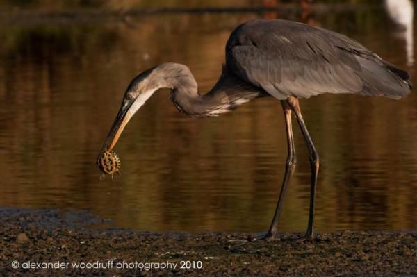 a_great_blue_heron_with_turtle_by_alex_woodruff600_399