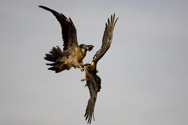 a_young_and_an_adult_fight_in_flight_by_franck_renard600_400