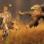 15 Absolutely Incredible Bird Photographs