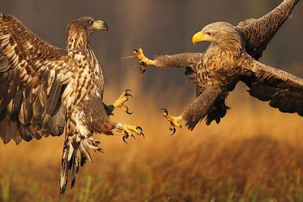 animalsinnaturebeautifulphotospart85600_400
