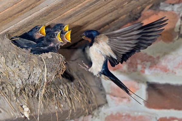 barn_swallow_at_nest by David Kjaer