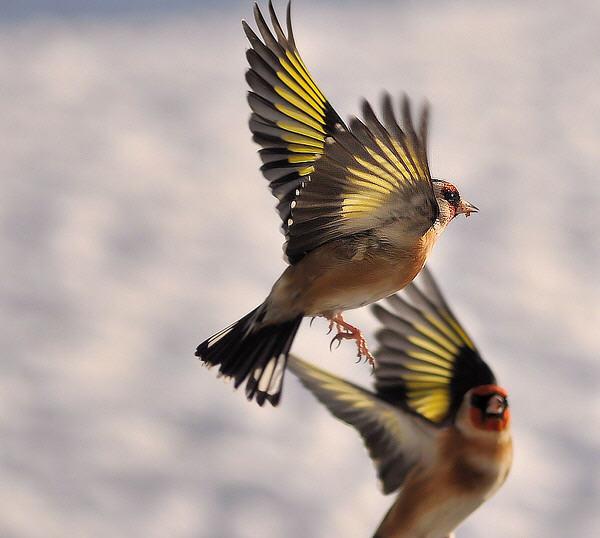 bird fight by MATT LAMING