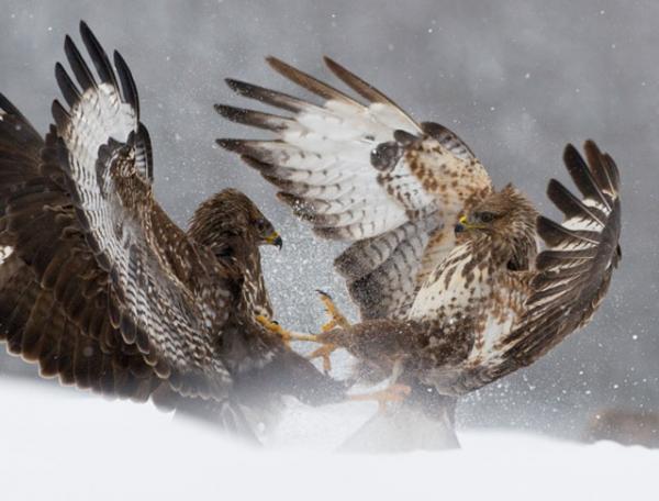 birds_winner_by_zsolt_kudich600_456