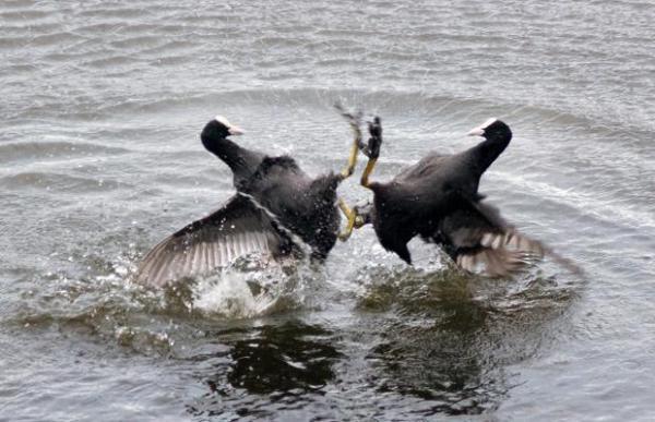 male_coots_fight_on_the_water_in_richmond_park,_london_by_peter_luckhurst600_387