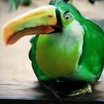 Real Angry Bird