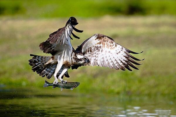 osprey_with_fish_by_dickie_duckett600_400