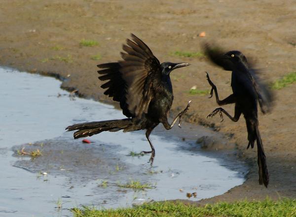 the_bird_fight_club_by_reaper_stinky600_441