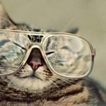 Cute Cats Wearing Glasses