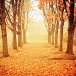 Forest Photography by Joy St.Claire